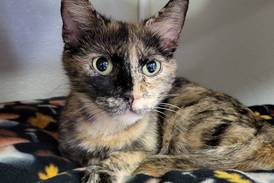 Young cat seeks loving companionship with forever family