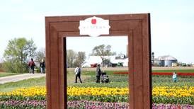 Kuipers Farm, Richardson Farm tulip festivals now open